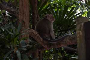 MONKEY-2019-01